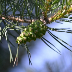 Strike-Show-15-июня-2013-Полигон-22ЧЕ22-066